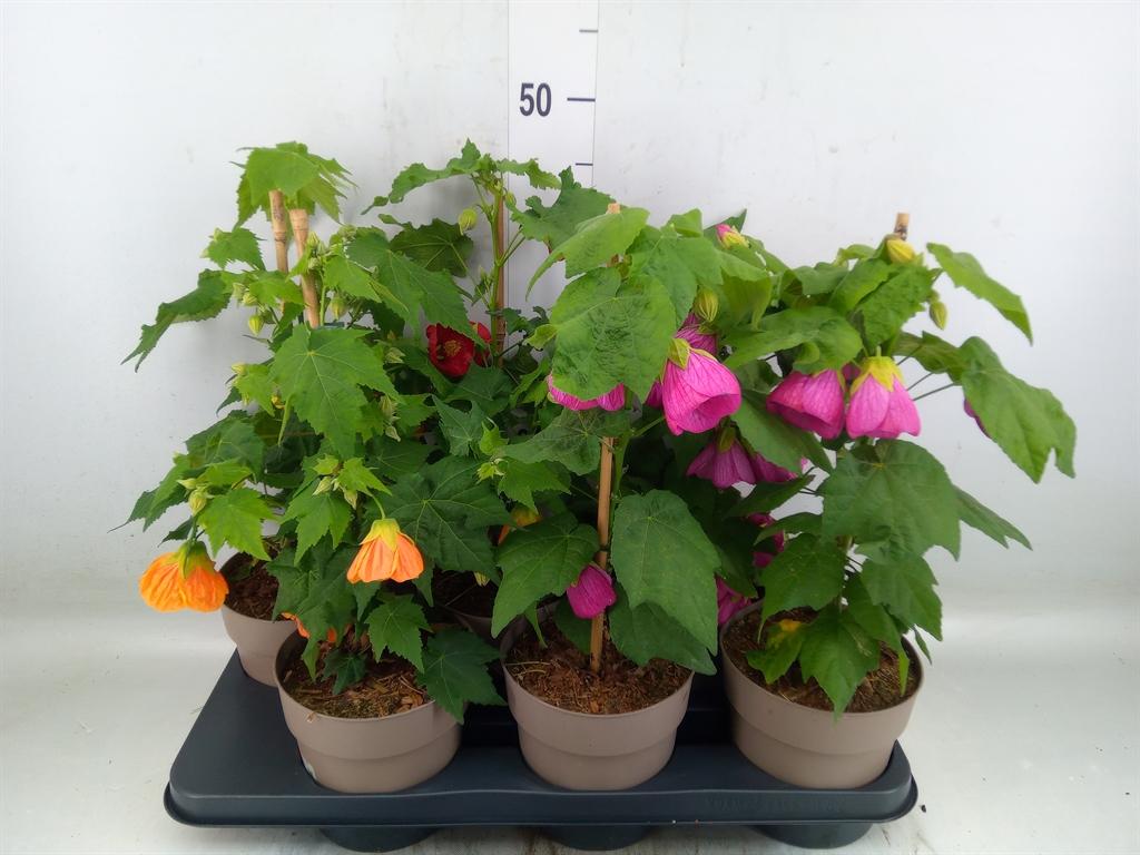 Горшечные цветы и растения оптом Abutilon   ...mix от 6шт из Голландии с доставкой по России