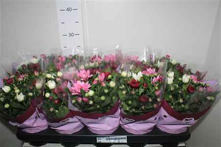 Горшечные цветы и растения оптом Chrys Gemengd In Pot от 10шт из Голландии с доставкой по России