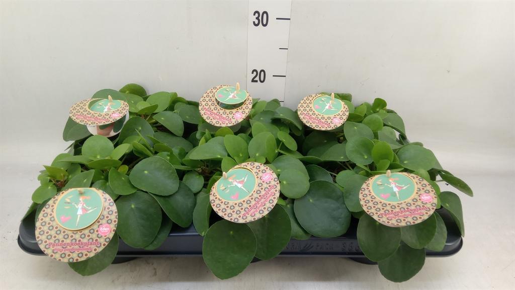 Горшечные цветы и растения оптом Pilea Peperomioides от 6шт из Голландии с доставкой по России