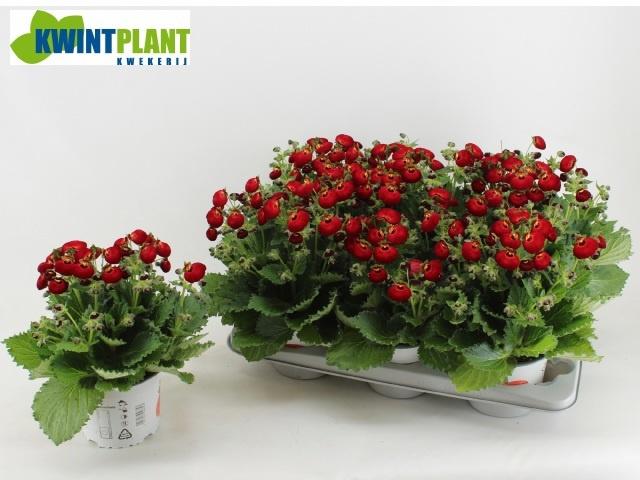 Горшечные цветы и растения оптом Calc Cal Red от 6шт из Голландии с доставкой по России