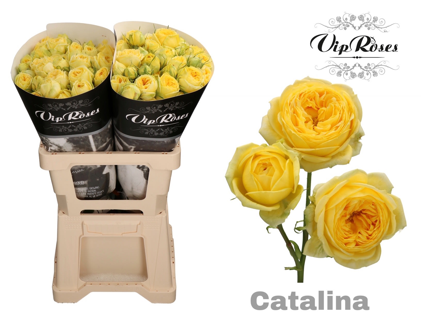 Срезанные цветы оптом Rosa spray catalina от 20шт из Голландии с доставкой по России