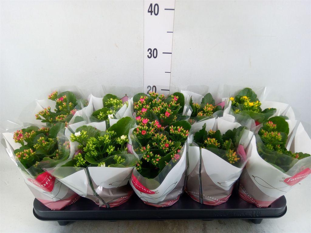 Горшечные цветы и растения оптом Kalanchoe Blos.   ..mix 6 от 10шт из Голландии с доставкой по России