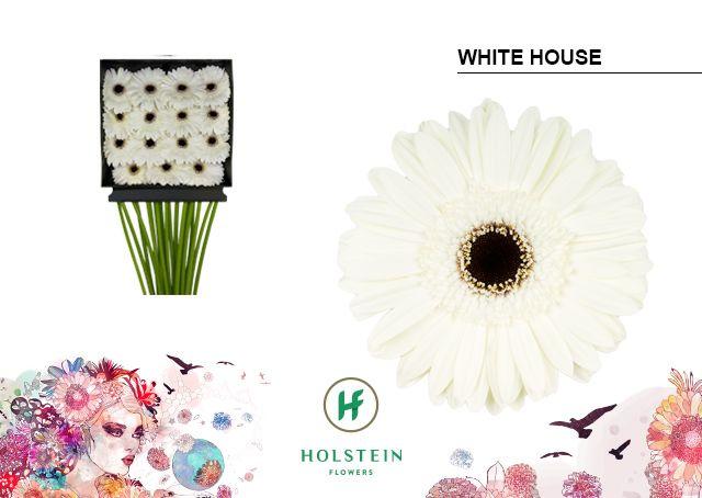 Срезанные цветы оптом Gerbera diamond white house от 15шт из Голландии с доставкой по России