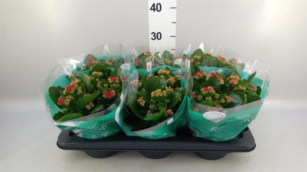 Горшечные цветы и растения оптом Kalanchoe Blos. rosdon Justino от 6шт из Голландии с доставкой по России