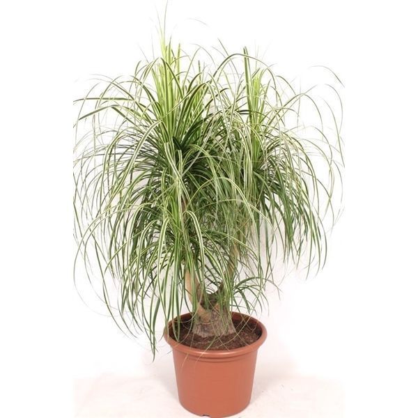 Горшечные цветы и растения оптом Beaucarnea Variegata Yellow Star 4+ от 1шт из Голландии с доставкой по России