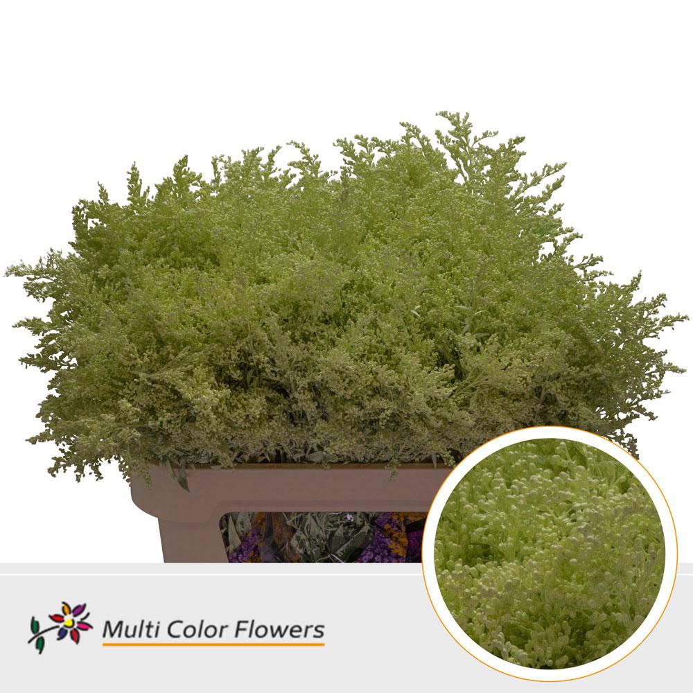 Срезанные цветы оптом Solidago paint cream от 100шт из Голландии с доставкой по России