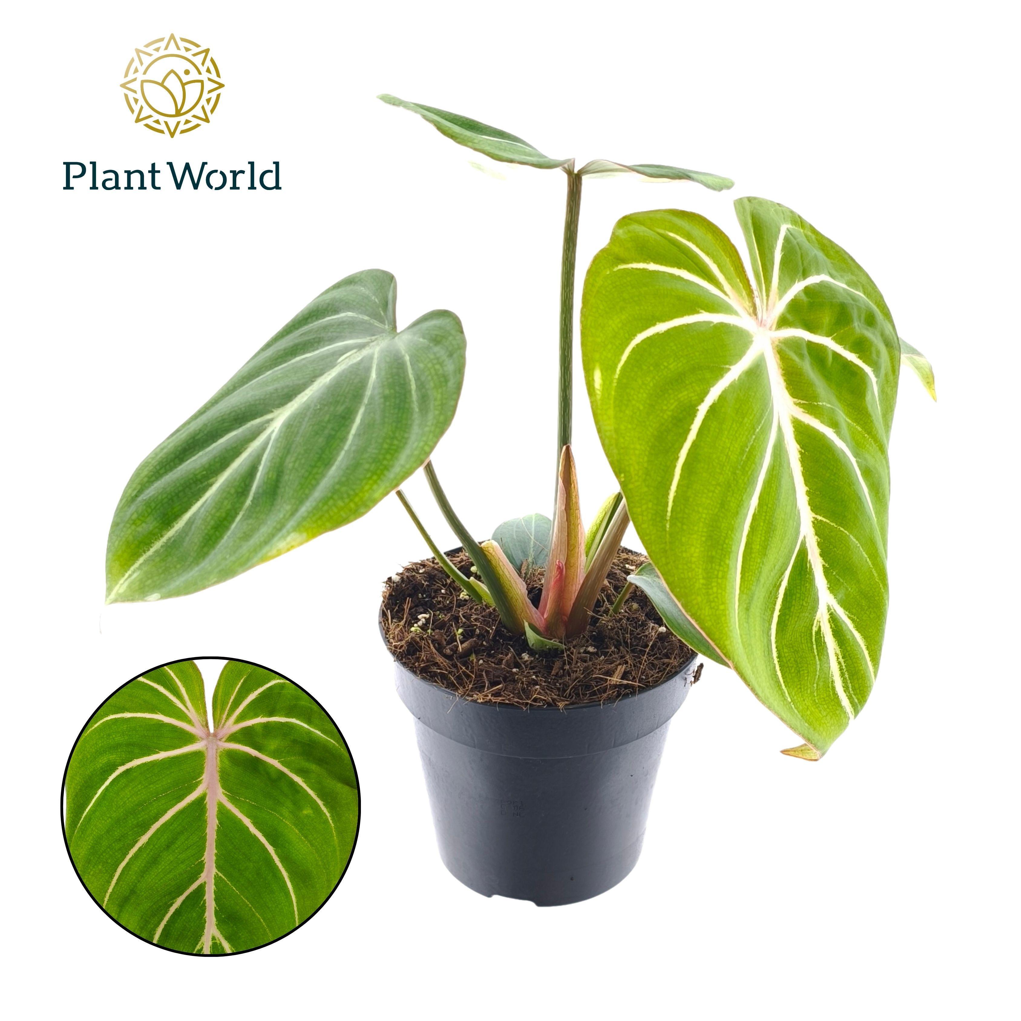 Горшечные цветы и растения оптом Philodendron Gloriosum Zebra от 10шт из Голландии с доставкой по России