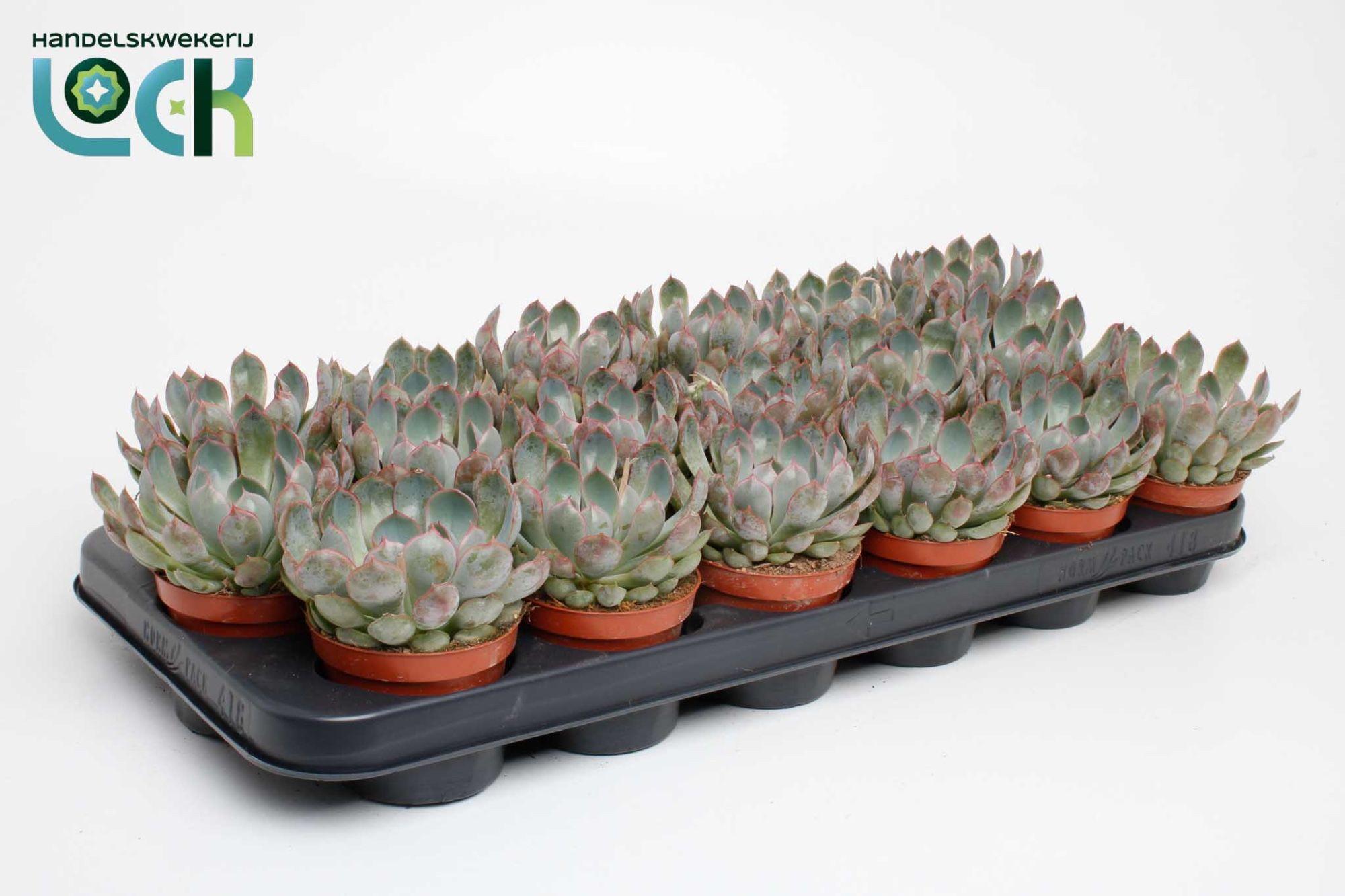 Горшечные цветы и растения оптом Echeveria Apus от 12шт (для телеги) из Голландии с доставкой по России