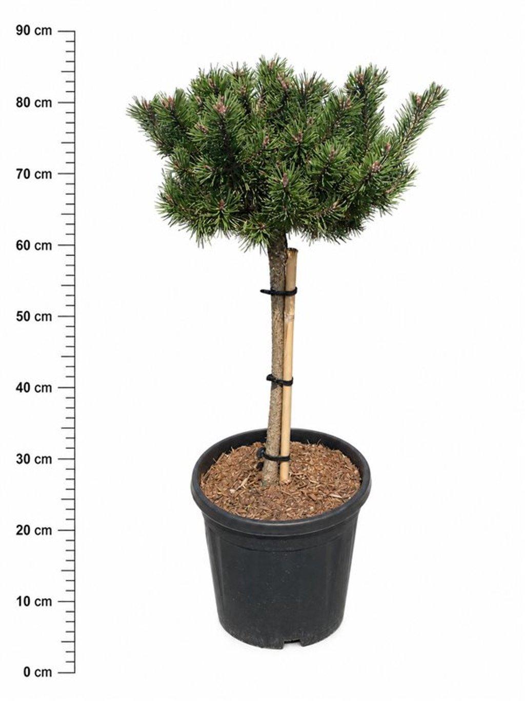 Горшечные цветы и растения оптом Pinus Mugo klosters Grun от 1шт из Голландии с доставкой по России
