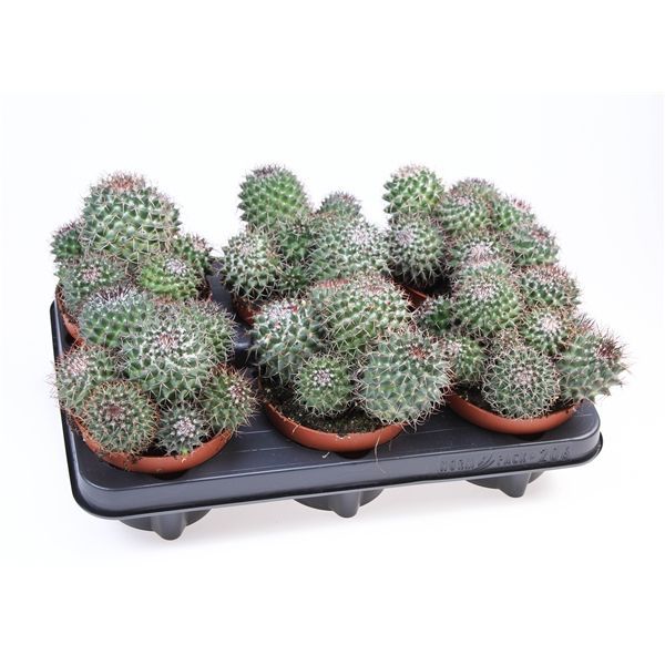 Горшечные цветы и растения оптом Cactus Mammillaria Hildagensis от 6шт из Голландии с доставкой по России