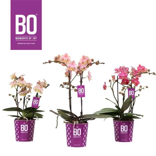Горшечные цветы и растения оптом Phal 2st Aroma Compact Mix (opti) от 6шт из Голландии с доставкой по России
