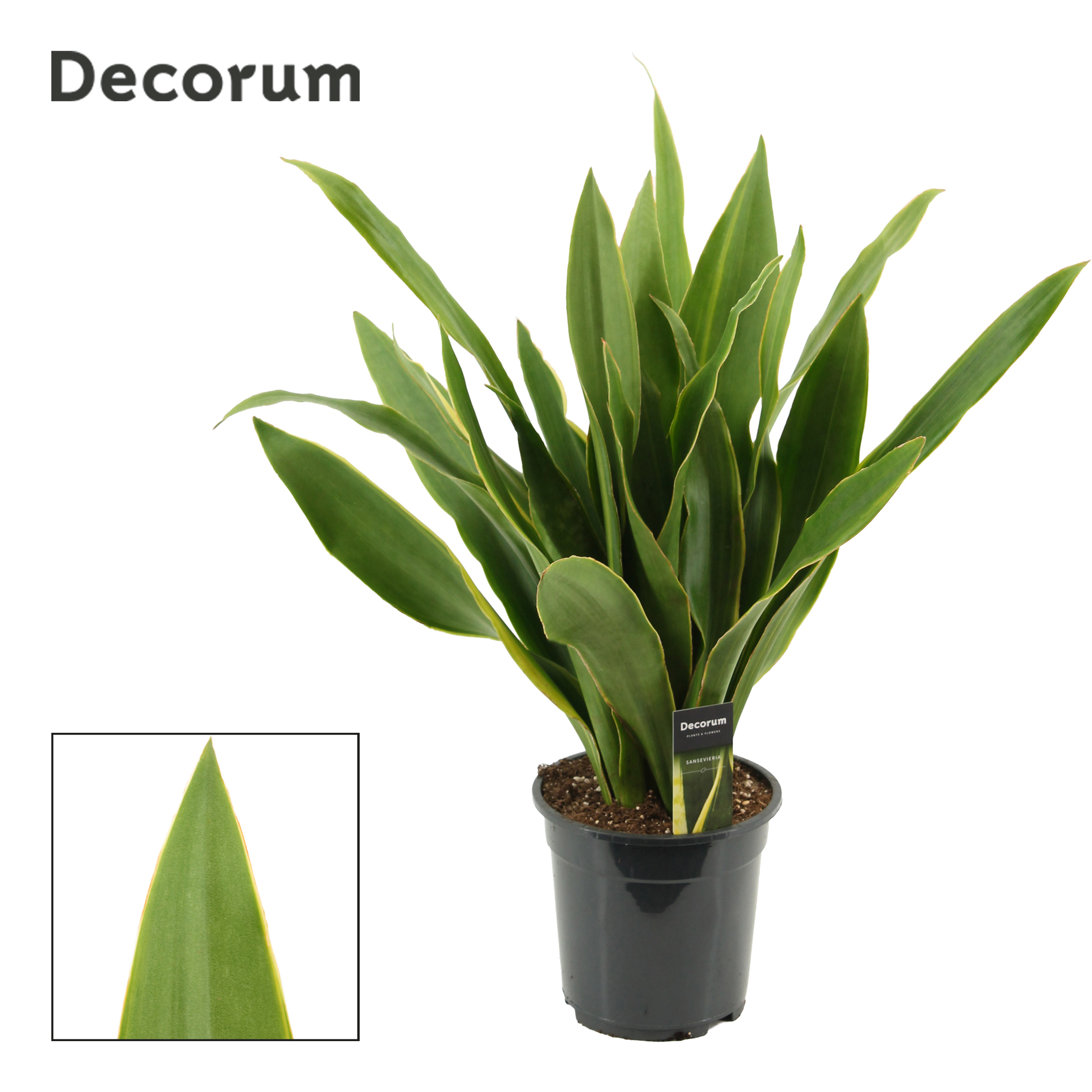 Горшечные цветы и растения оптом Sansevieria Aubrytiana 19 Cm Yellow Edge (decorum) от 3шт из Голландии с доставкой по России