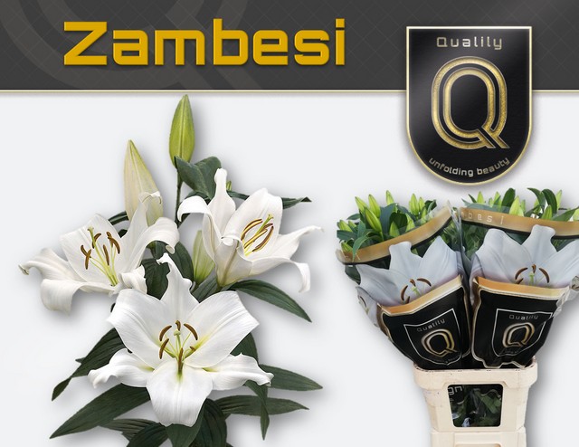 Срезанные цветы оптом Lilium or zambesi magnum от 30шт из Голландии с доставкой по России