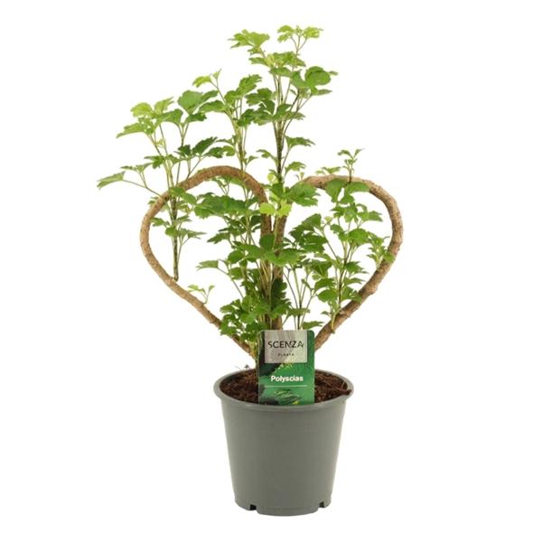 Горшечные цветы и растения оптом Polyscias Heart от 10шт из Голландии с доставкой по России Горшечные цветы и растения оптом Polyscias Heart от 10шт из Голландии с доставкой по России