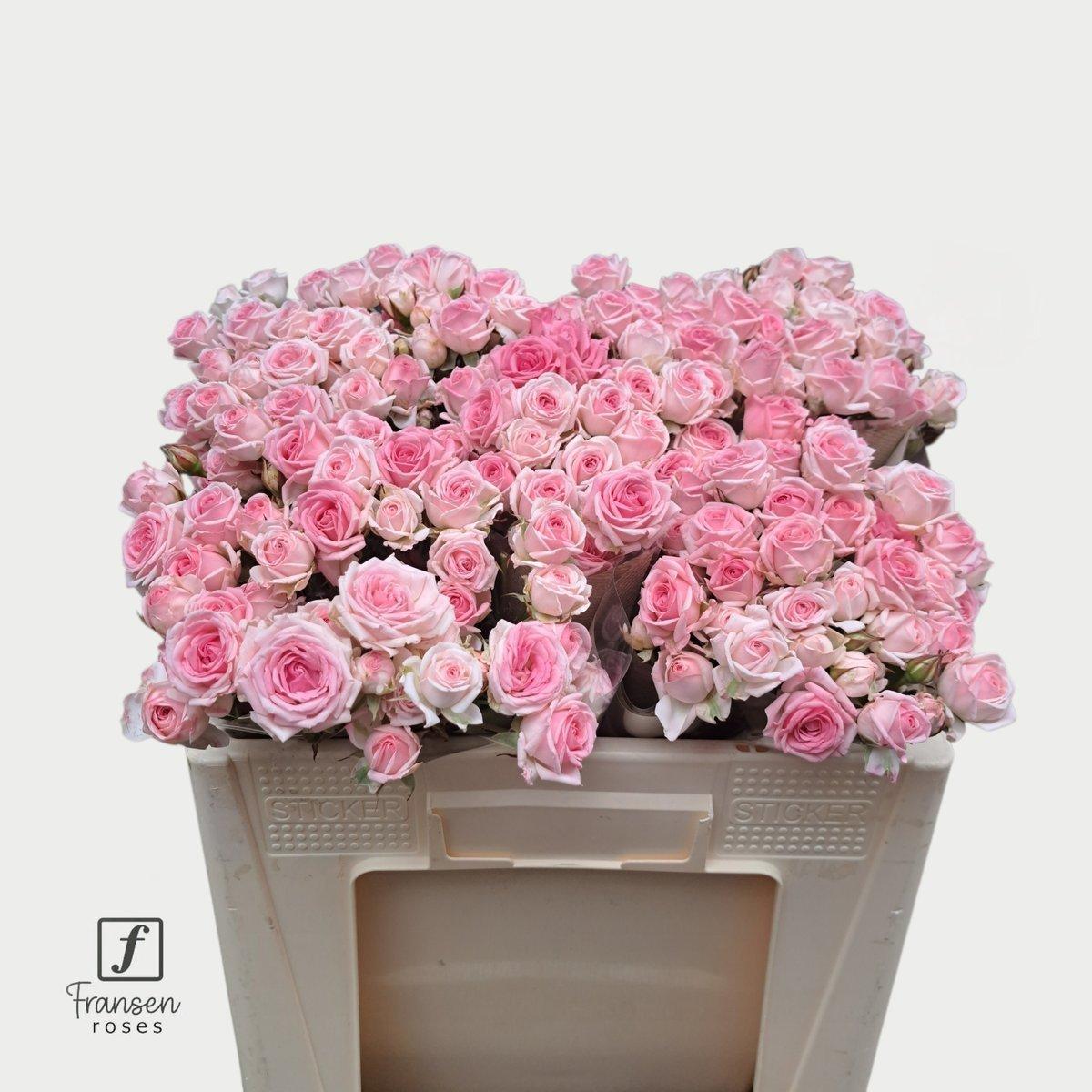 Срезанные цветы оптом Rosa spray kate-lynn от 50шт из Голландии с доставкой по России