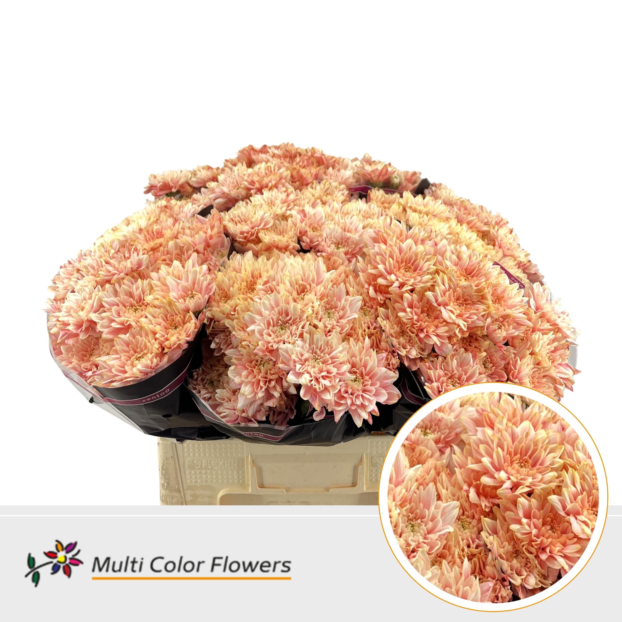 Срезанные цветы оптом Chrys sp paint baltica soft peach от 40шт из Голландии с доставкой по России