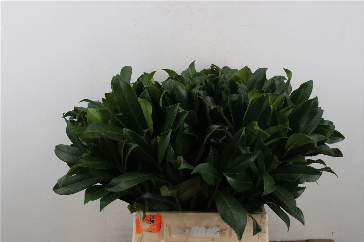 Срезанные цветы оптом Prunus laurierkers от 100шт из Голландии с доставкой по России