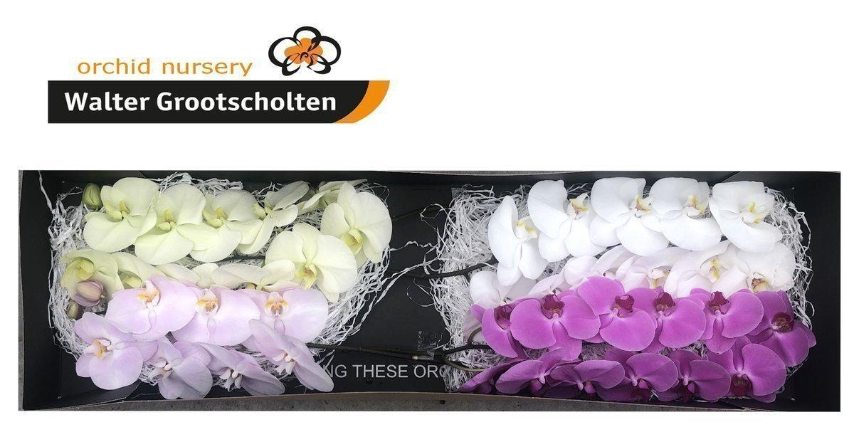 Срезанные цветы оптом Phalaenopsis mix (per flower) от 45шт из Голландии с доставкой по России