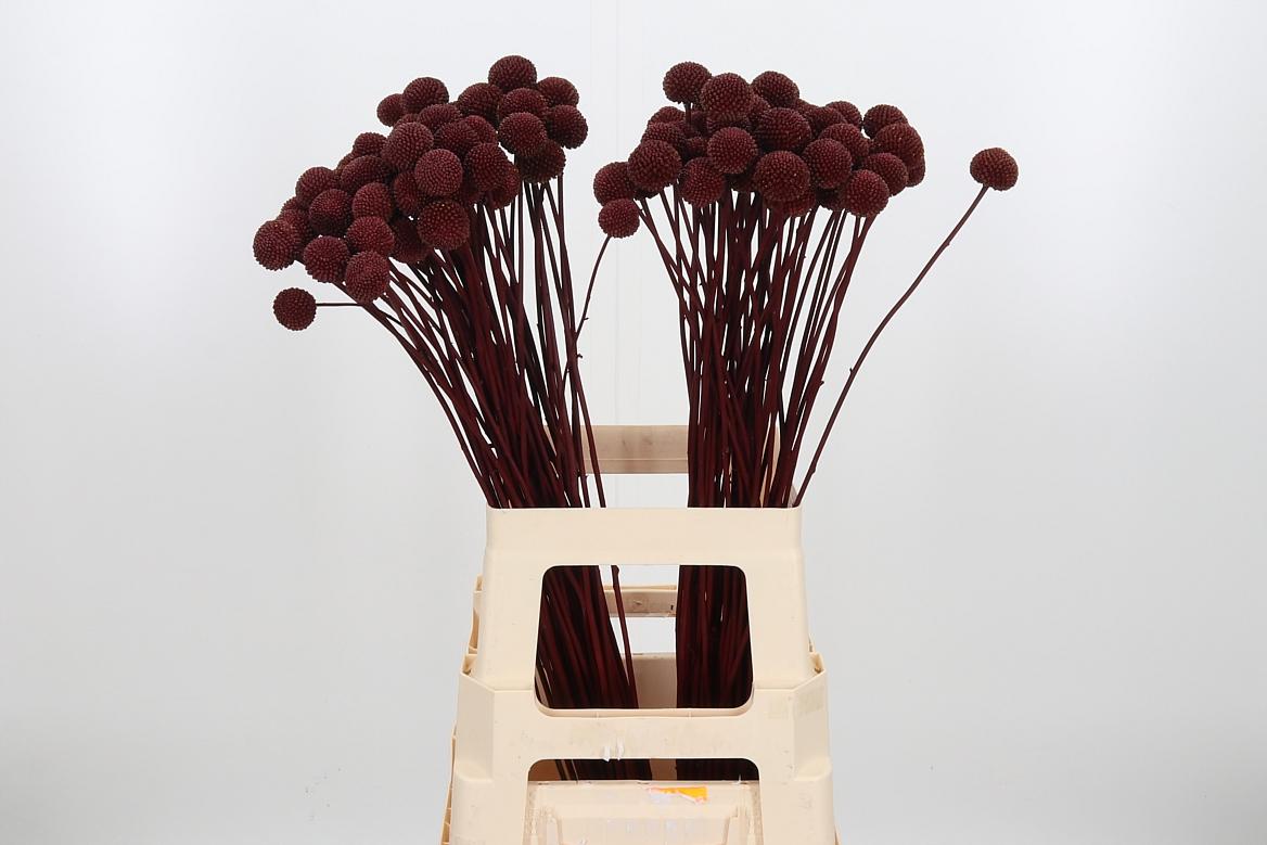 Срезанные цветы оптом Craspedia paint bordeaux от 100шт из Голландии с доставкой по России Срезанные цветы оптом Craspedia paint bordeaux от 100шт из Голландии с доставкой по России