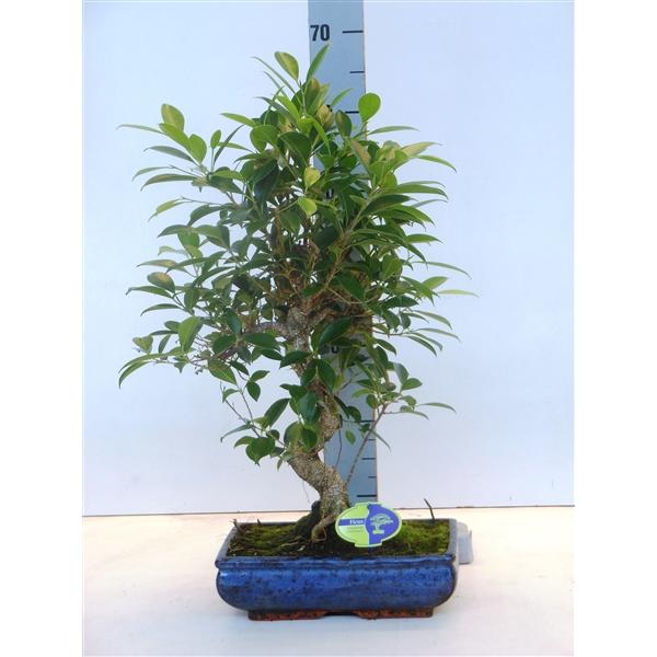 Горшечные цветы и растения оптом Bonsai Ficus  Without Drip Tray от 2шт из Голландии с доставкой по России