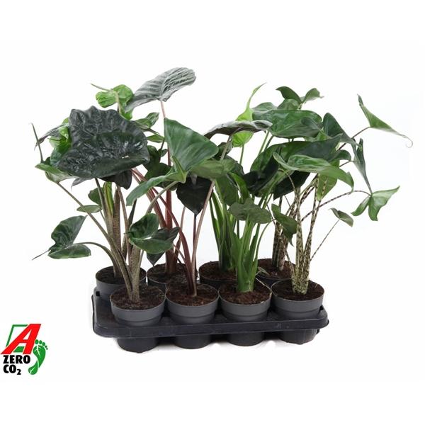 Горшечные цветы и растения оптом Alocasia Mix от 8шт (для телеги) из Голландии с доставкой по России