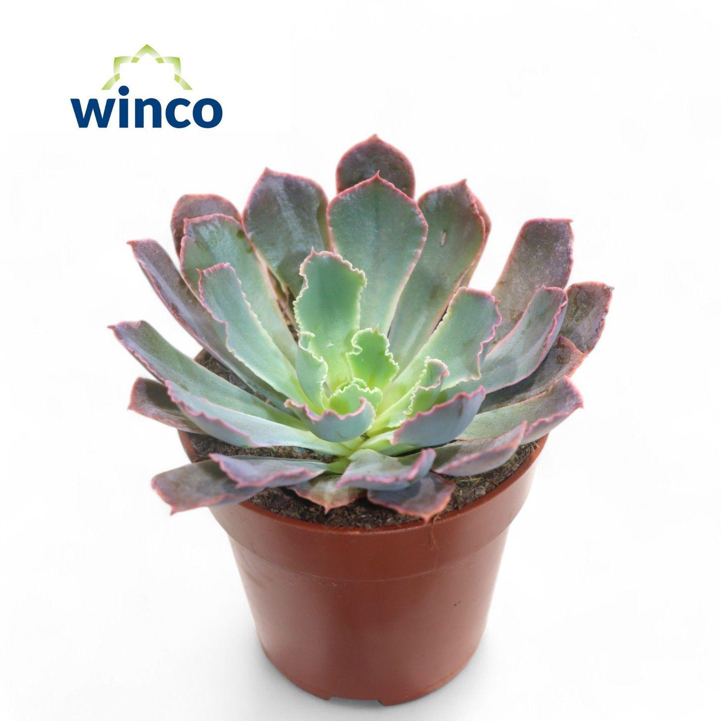 Горшечные цветы и растения оптом Echeveria Neonbreaker от 18шт (для телеги) из Голландии с доставкой по России