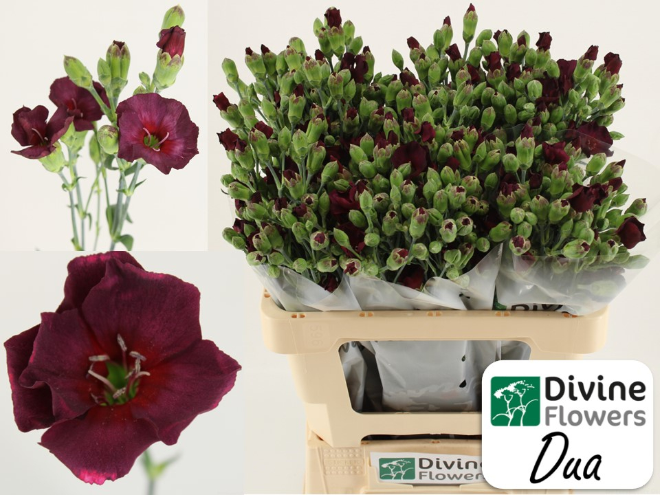 Срезанные цветы оптом Dianthus sp solomio dua от 60шт из Голландии с доставкой по России