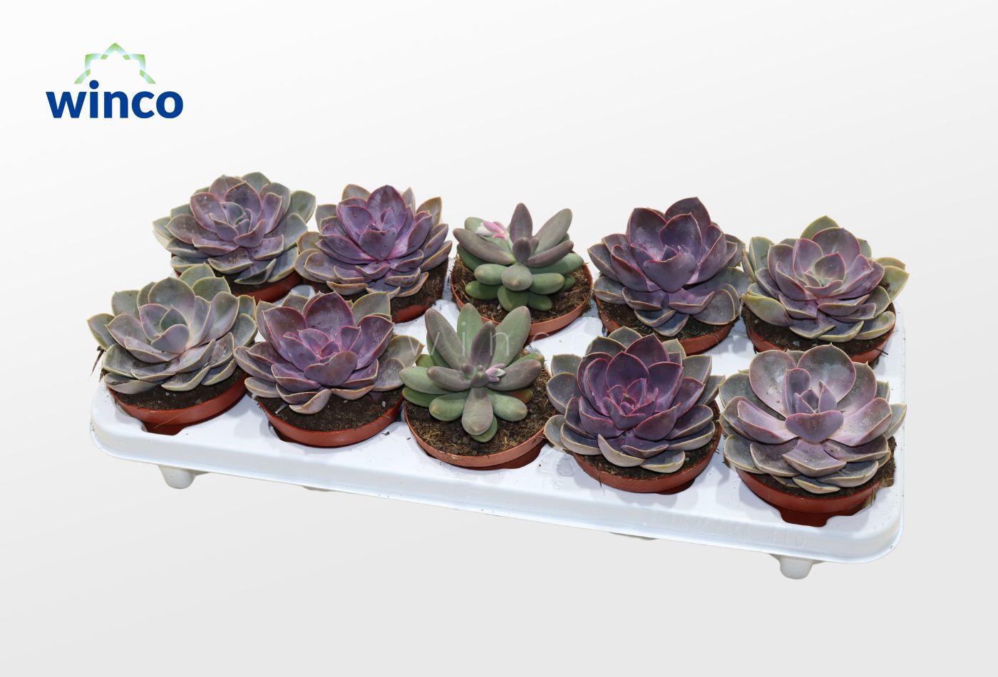 Горшечные цветы и растения оптом Echeveria Pink Mix от 10шт из Голландии с доставкой по России