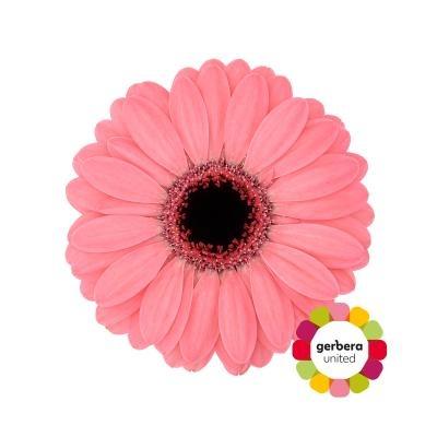 Срезанные цветы оптом Germini diamond jolie от 60шт. из Голландии с доставкой по России