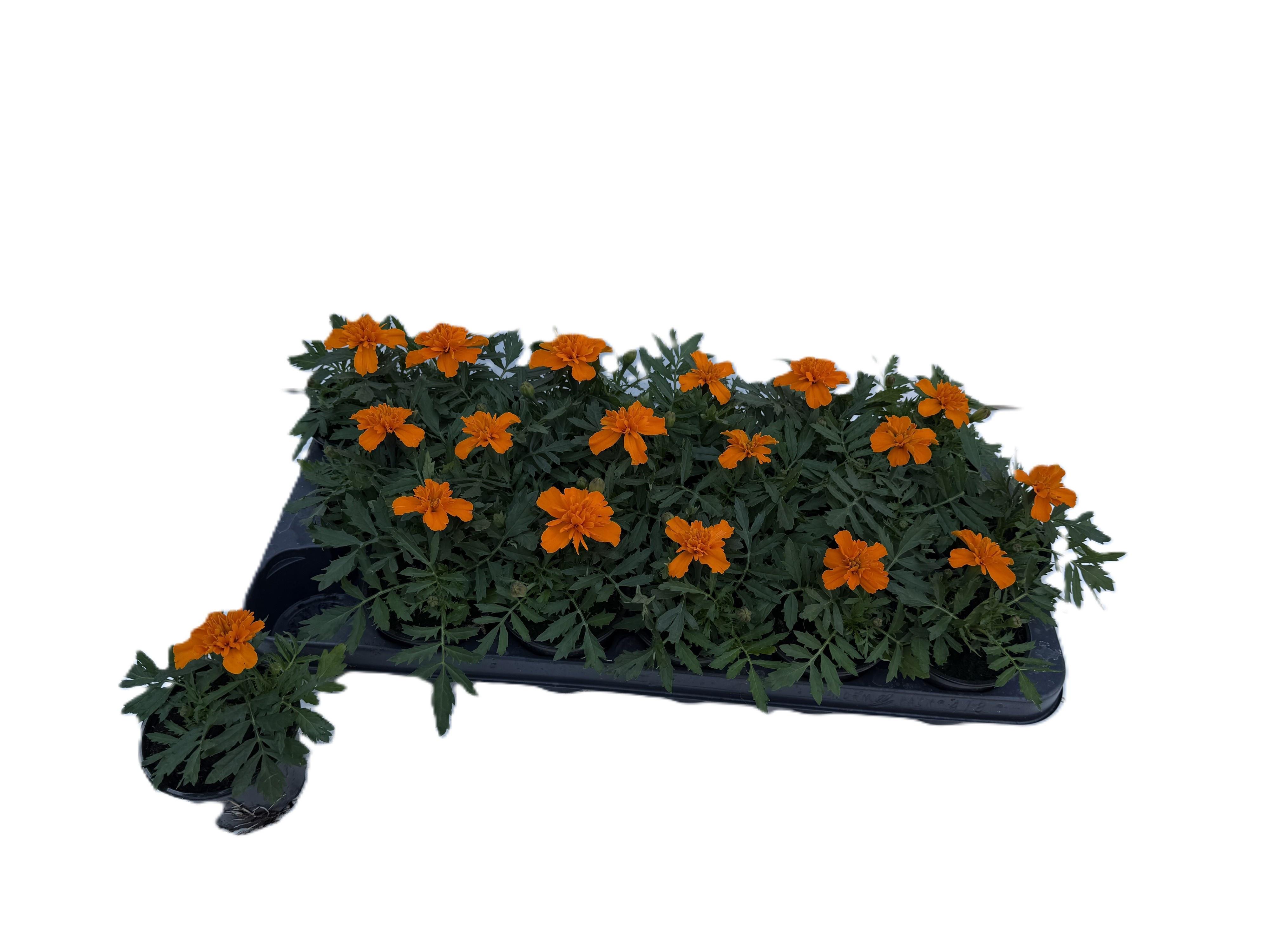 Горшечные цветы и растения оптом Tag Pa Ov от 18шт (для телеги) из Голландии с доставкой по России