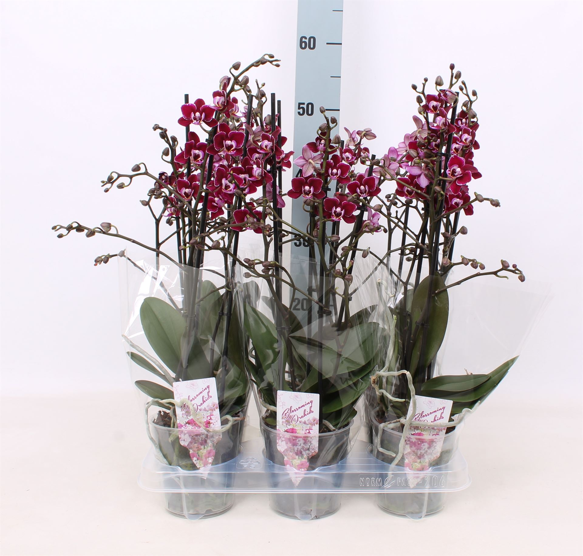 Горшечные цветы и растения оптом Phalaenopsis Multi.   ...red от 6шт из Голландии с доставкой по России