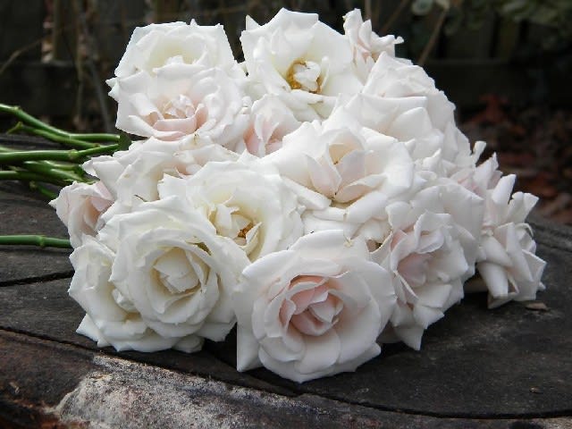 Срезанные цветы оптом Rosa ec garden white majolica от 120шт из Голландии с доставкой по России