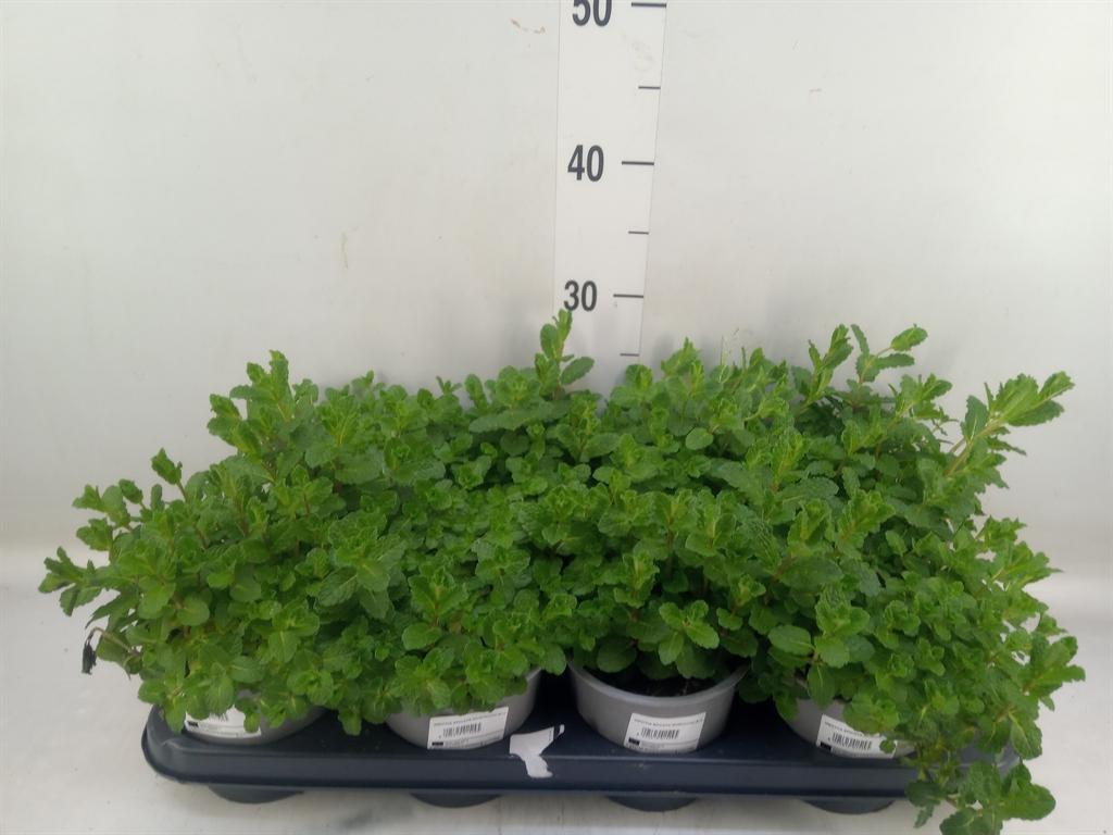 Горшечные цветы и растения оптом Mentha Spicata от 8шт из Голландии с доставкой по России