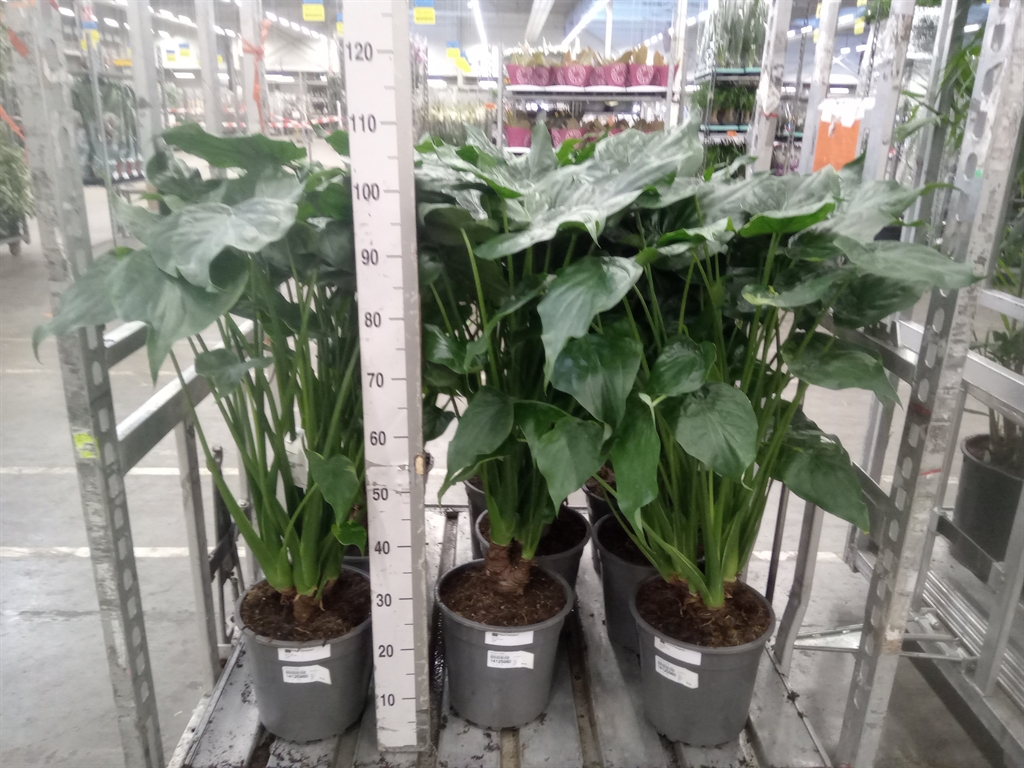 Горшечные цветы и растения оптом Alocasia Cucullata от 1шт из Голландии с доставкой по России