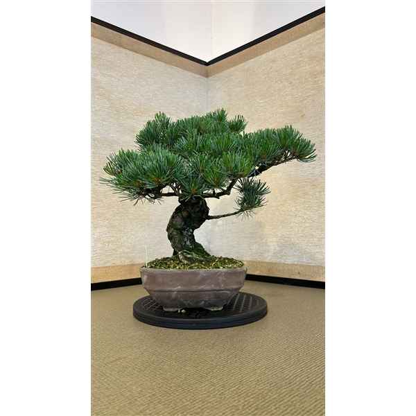 Горшечные цветы и растения оптом Bonsai Pinus Parviflora от 1шт из Голландии с доставкой по России