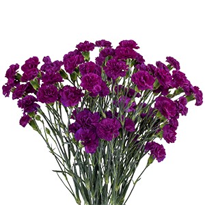 Срезанные цветы оптом Dianthus sp epsilon от 80шт из Голландии с доставкой по России