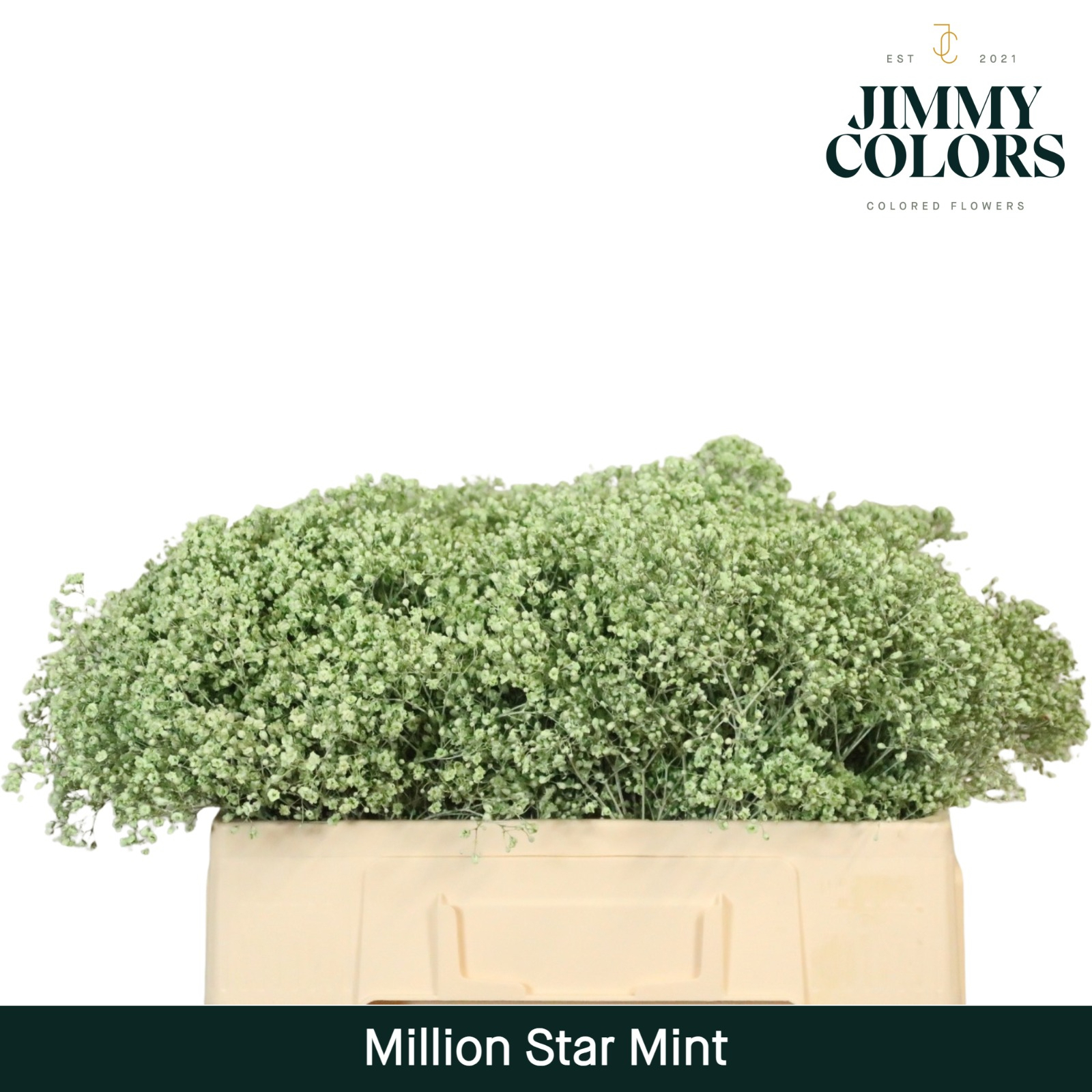 Срезанные цветы оптом Gyps fine paint mintgreen от 100шт из Голландии с доставкой по России