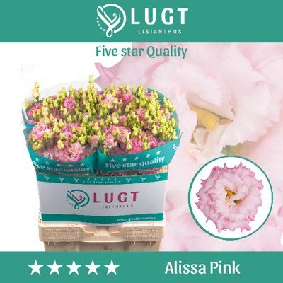 Срезанные цветы оптом Lisianthus do alissa pink от 50шт из Голландии с доставкой по России