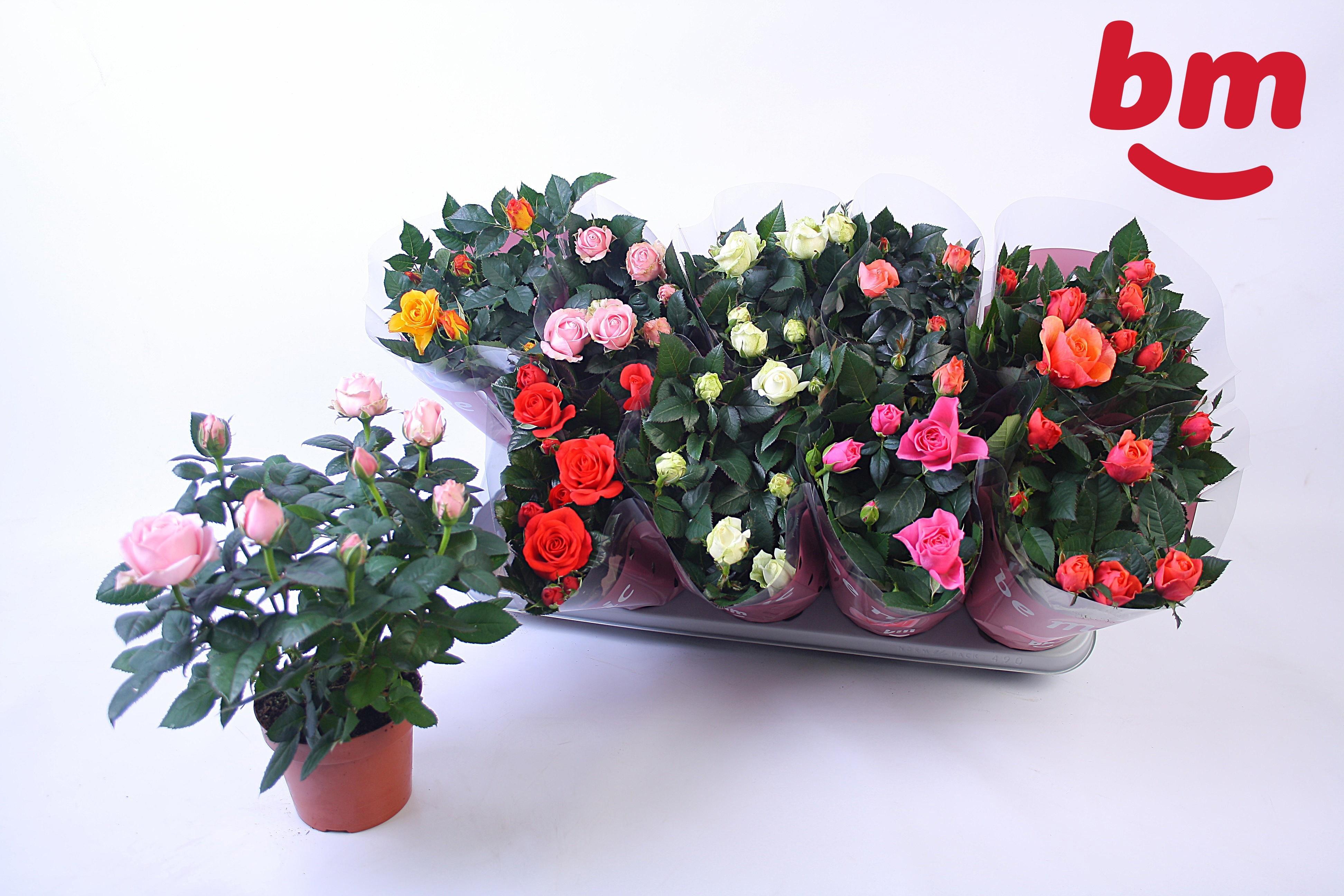 Горшечные цветы и растения оптом Ro B Monde Gem 6 Srt от 10шт из Голландии с доставкой по России