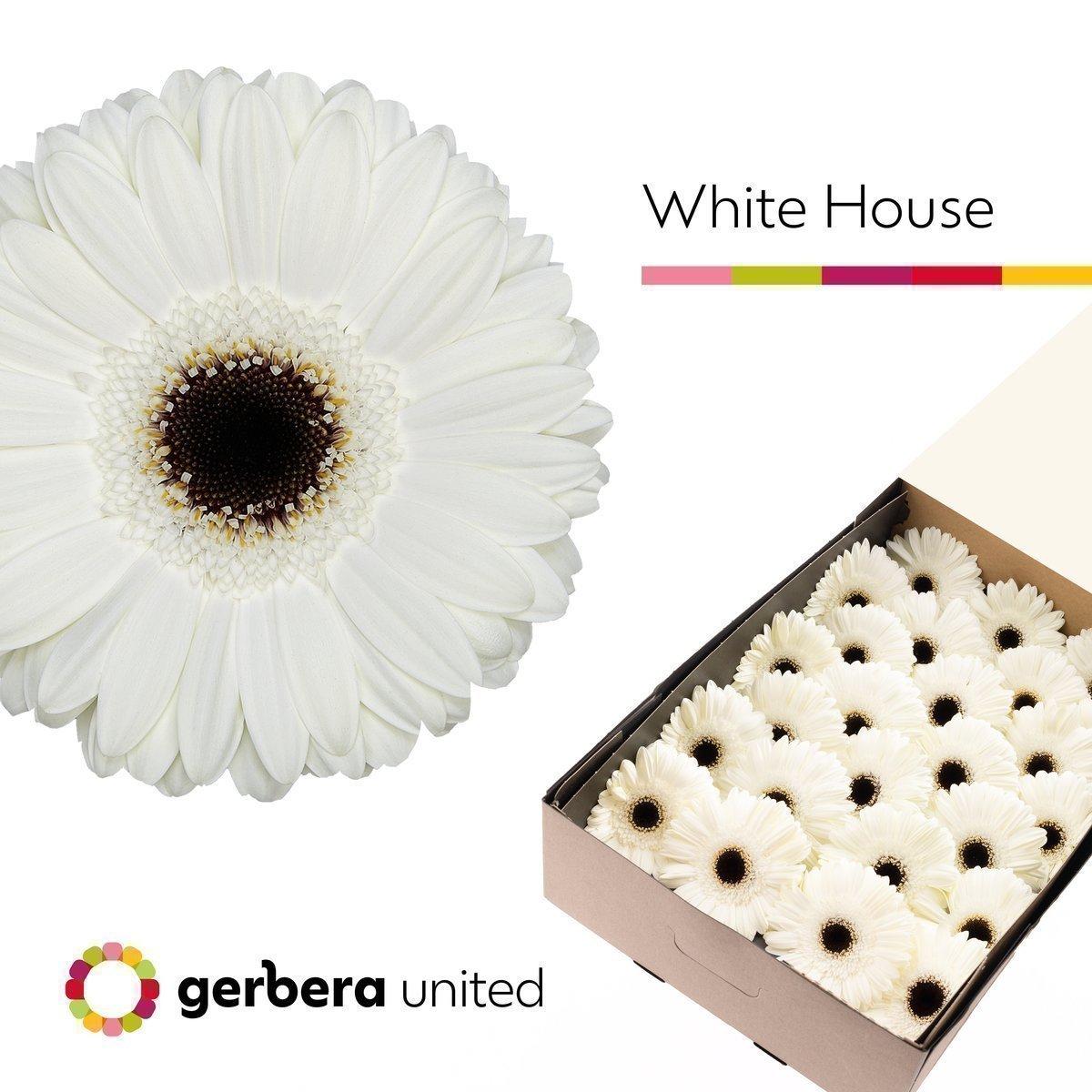 Срезанные цветы оптом Gerbera white house от 50шт из Голландии с доставкой по России