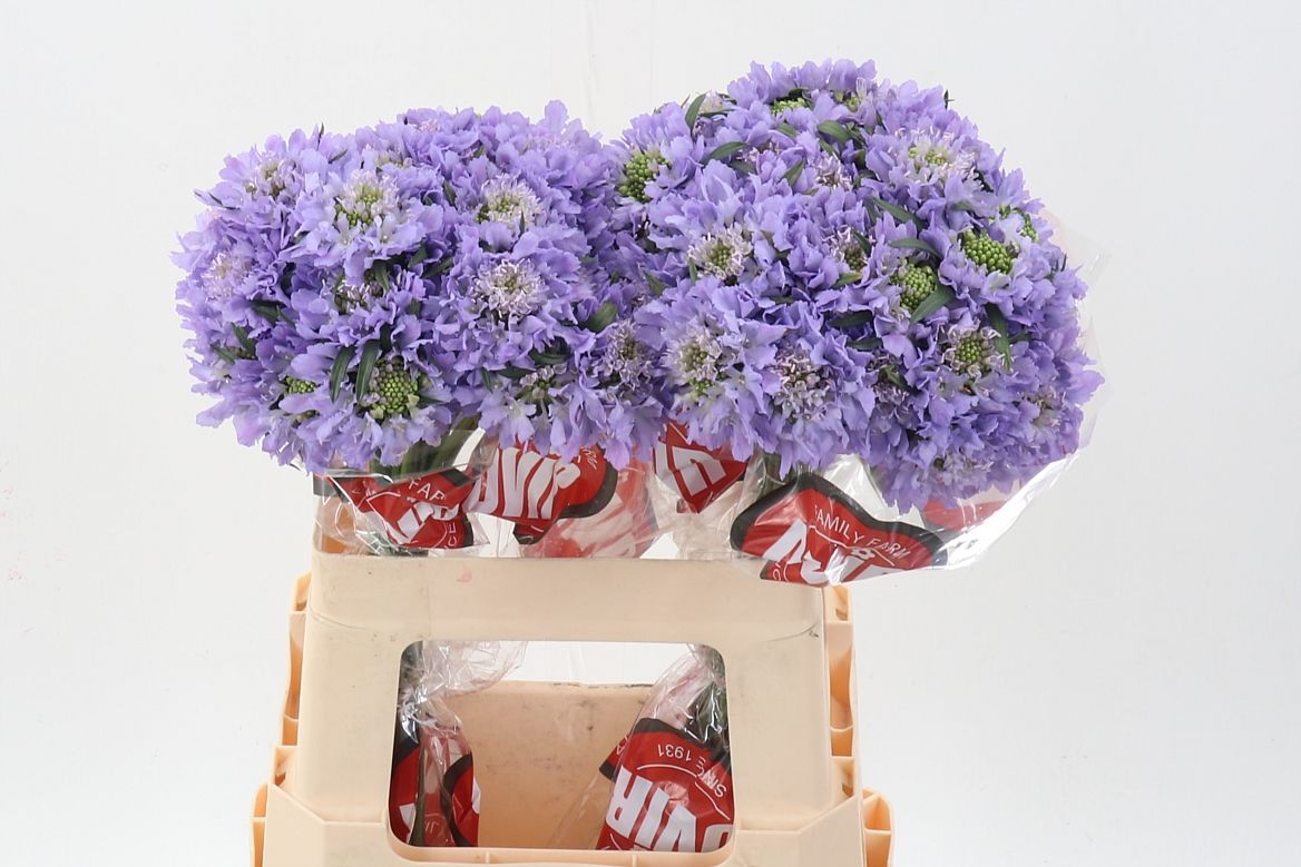 Срезанные цветы оптом Scabiosa focal scoop lavender от 60шт из Голландии с доставкой по России