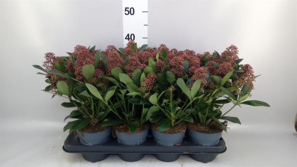 Горшечные цветы и растения оптом Skimmia Jap. rubella от 8шт из Голландии с доставкой по России