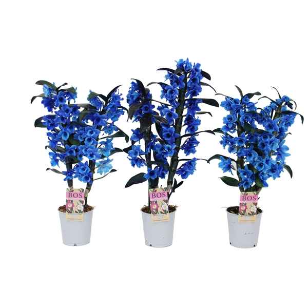 Горшечные цветы и растения оптом Dendr Nob 2st Painted Blue (inject) от 6шт из Голландии с доставкой по России