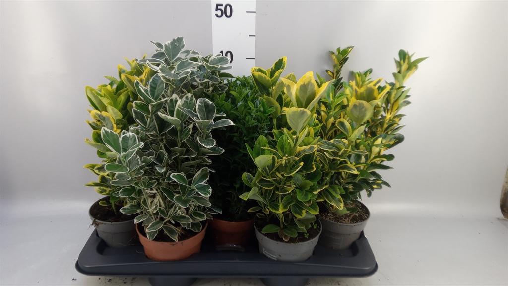 Горшечные цветы и растения оптом Euonymus Japon. ...mix от 10шт из Голландии с доставкой по России