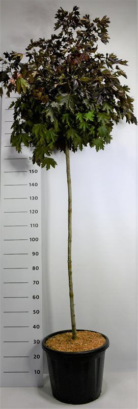 Горшечные цветы и растения оптом Acer Plat Crimson Sentry от 1шт из Голландии с доставкой по России