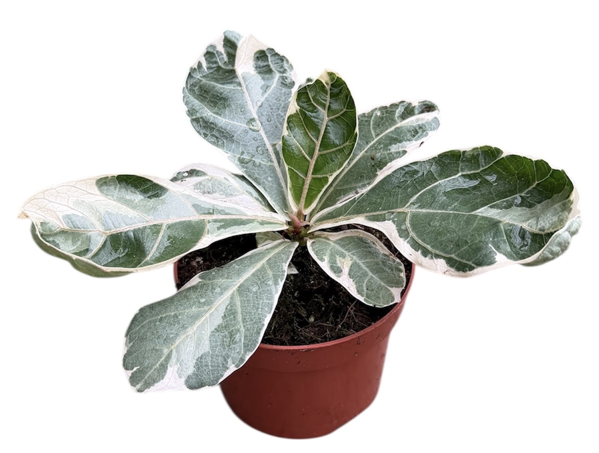 Горшечные цветы и растения оптом Ficus Lyrata Variegata от 1шт из Голландии с доставкой по России