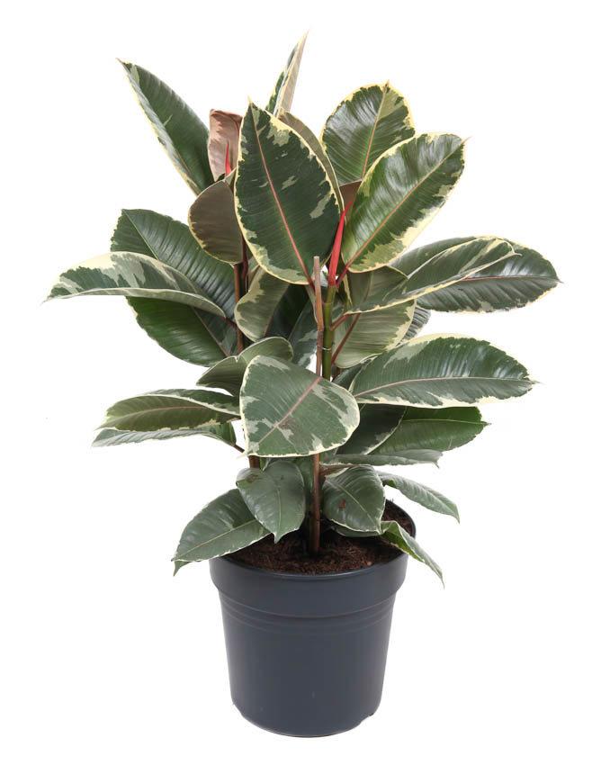 Горшечные цветы и растения оптом Ficus El Tineke 3pp от 1шт из Голландии с доставкой по России