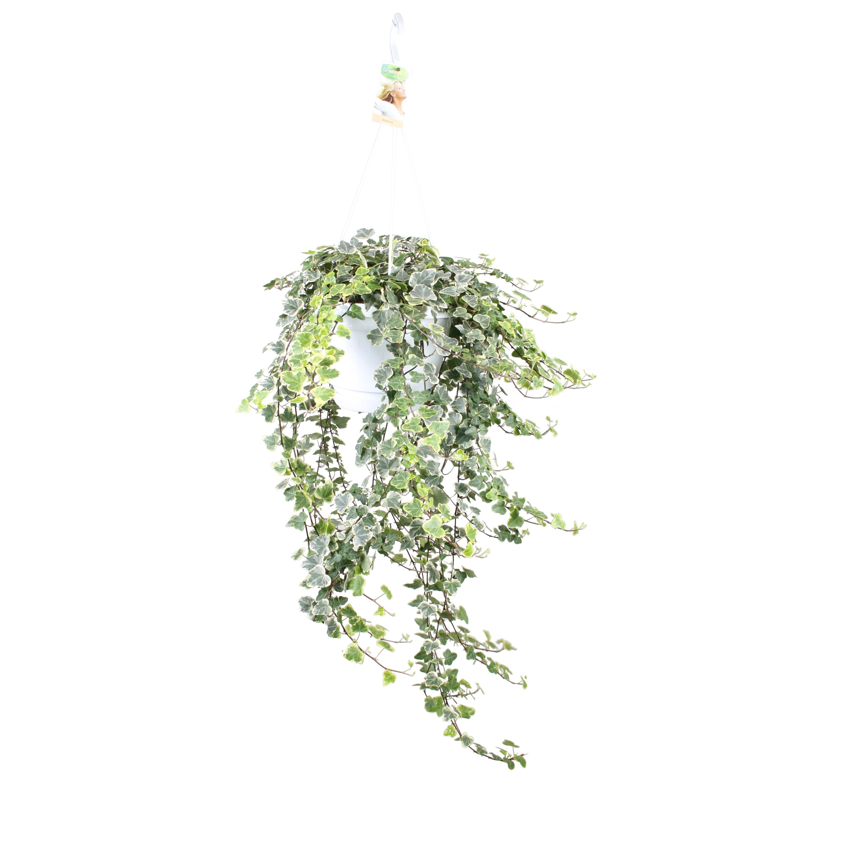Горшечные цветы и растения оптом Hedera Helix White Wonder от 1шт из Голландии с доставкой по России