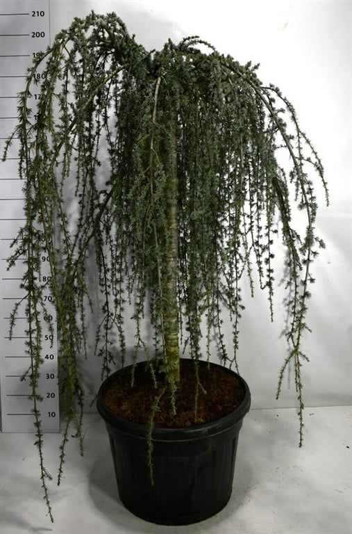 Горшечные цветы и растения оптом Cedrus Atl Glauca Pendula от 1шт из Голландии с доставкой по России