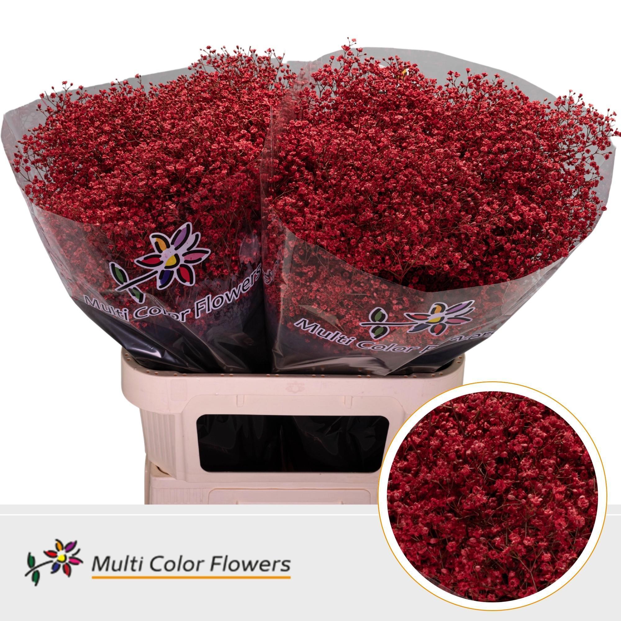 Срезанные цветы оптом Gyps fine paint red от 50шт. из Голландии с доставкой по России